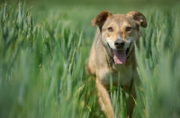 Picture of happy czechoslovakian wolfdog cross walking in tall grass