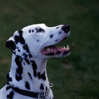 Picture of happy dalmatian,  head portrait