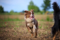 Picture of happy dirty red bicolor australian shepherd running in a field