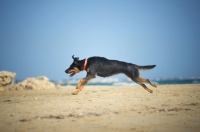 Picture of happy dobermann-cross running on a beach, all legs in the air