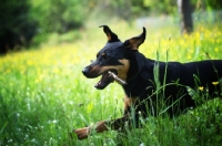Picture of happy dobermann cross running in a field with a stick