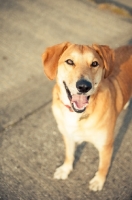 Picture of happy dog standing on paveement