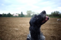 Picture of happy English Setter in a countryside scenery