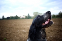Picture of happy English Setter in a countryside scenery