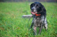 Picture of happy English Setter wagging, shot in a field of grass