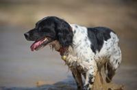 Picture of happy English Springer Spaniel walking in a puddle