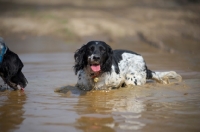 Picture of happy English Springer Spaniel in a puddle