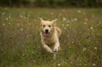 Picture of happy golden retriever jumping out of tall grass