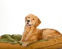 Picture of happy golden retriever on bedding