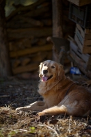 Picture of happy golden retriever resting near a woodpile