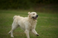 Picture of happy golden retriever running free in a field