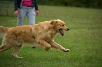 Picture of happy golden retriever running at full speed