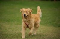 Picture of happy golden retriever running