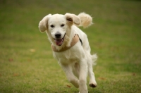 Picture of happy golden retriever running