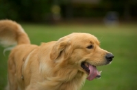 Picture of happy golden retriever with tongue out