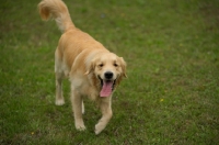 Picture of happy golden retriever with tongue out