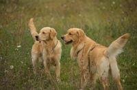 Picture of happy golden retrievers standing in a field