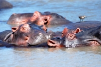 Picture of Happy Hippos
