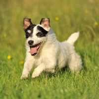 Picture of happy jack russell terrier running in grass