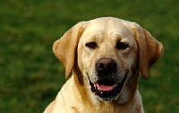 Picture of happy labrador bitch from heatherbourne,