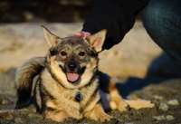 Picture of happy looking Swedish Vallhund
