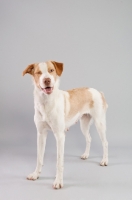 Picture of Happy mixed-breed dog in studio.