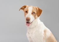 Picture of Happy mixed-breed dog in studio.