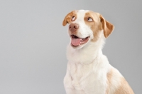 Picture of Happy mixed-breed dog in studio, looking off to the side.