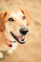 Picture of happy mongrel standing on sand