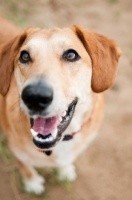 Picture of happy non pedigree dog