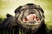 Picture of Happy old pug laying on grass