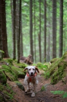 Picture of happy orange belton english setter running in the woods