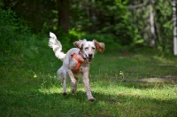 Picture of happy orange belton english setter running in a forest