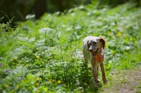 Picture of happy orange belton english setter in a natural scenery