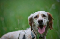 Picture of happy orange belton english setter in a field