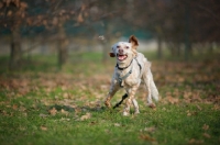 Picture of happy orange belton setter playing with toy in a park