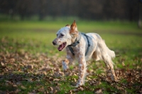 Picture of happy orange belton setter running in a park