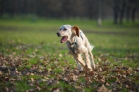 Picture of happy orange belton setter running in a park