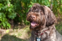 Picture of happy Portuguese Water Dog