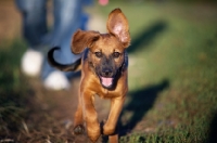 Picture of Happy puppy running towards camera and owner in the background