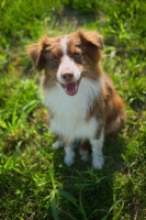Picture of happy red bicolor australian shepherd sitting in the grass
