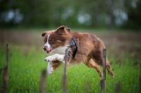 Picture of happy red bicolor australian shepherd running in a field