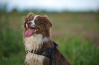 Picture of happy red bicolor australian shepherd smiling, dirty, wearing a harness