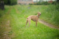 Picture of happy red italian greyhound standing in a field