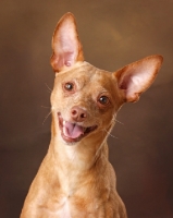 Picture of happy red Miniature Pinscher, portrait