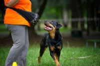 Picture of happy rottweiler looking at trainer