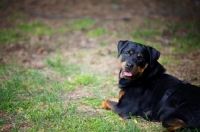 Picture of happy rottweiler smiling while resting in the grass