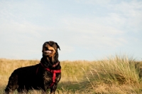 Picture of Happy Rottweiler standing majestically in sand dunes