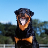 Picture of happy rottweiler