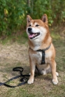 Picture of Happy Shiba Inu with greenery background.
